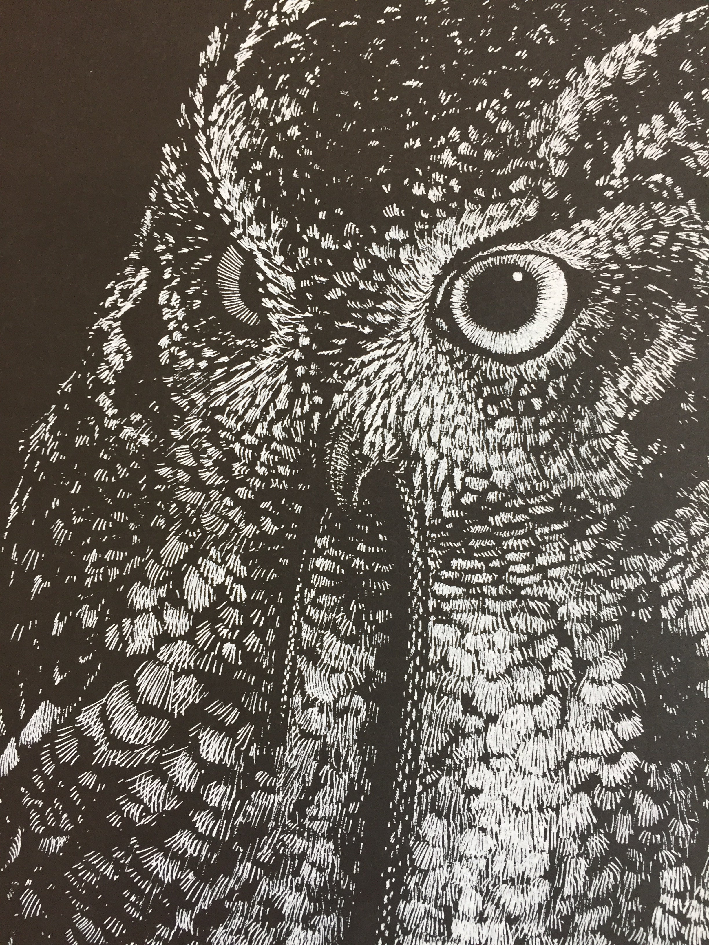 "Owl" by Janta Island