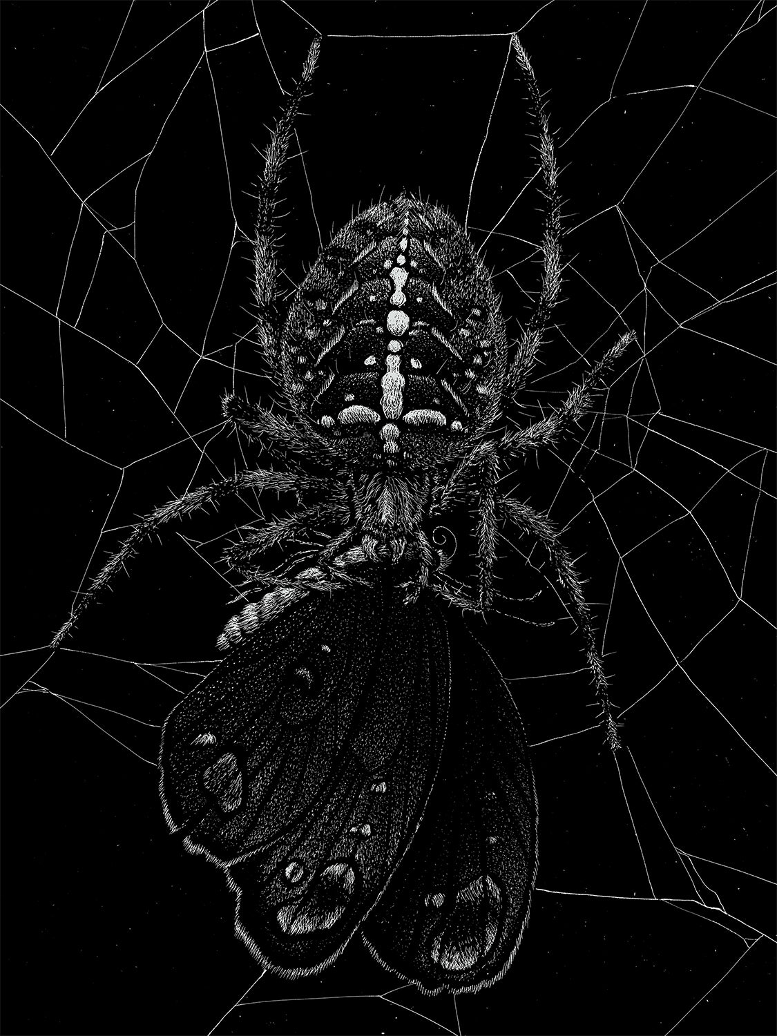 "Spider" by Janta Island