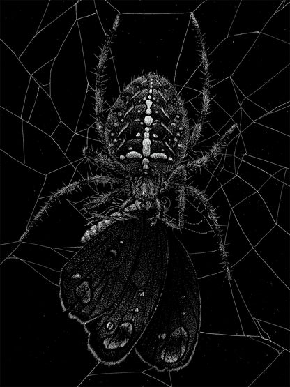 "Spider" by Janta Island